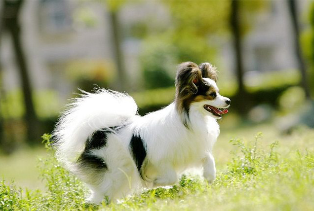 新潟で犬火葬を行う国上寺ペット葬祭は出張にも対応 料金のお問い合わせ 国上寺ペット葬祭 新潟で犬火葬を行う国上寺ペット葬祭は出張にも対応 料金のお問い合わせ 国上寺ペット葬祭